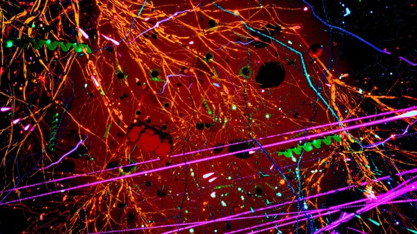 Screenshot z Secrets Of Soil