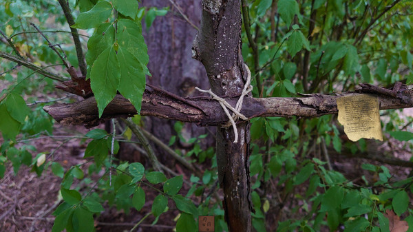Forgotten Forest: Eye of the Great One.