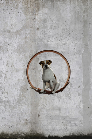 Cover art of Animal Shelter: Prologue