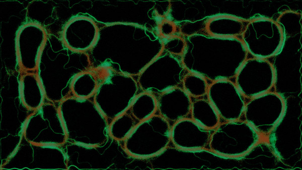 Screenshot z PHYSARUM: Slime Mold Simulator