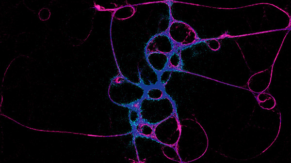 Screenshot z PHYSARUM: Slime Mold Simulator