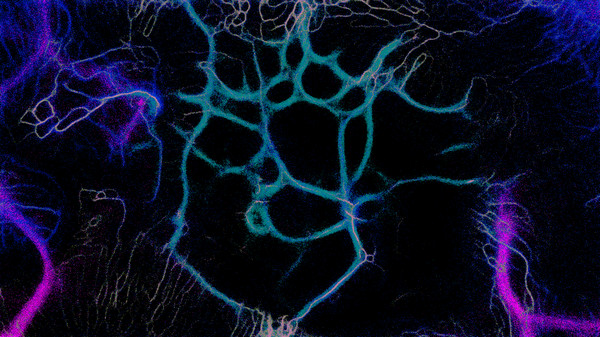 Screenshot z PHYSARUM: Slime Mold Simulator