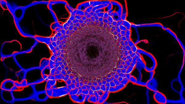 Screenshot z PHYSARUM: Slime Mold Simulator