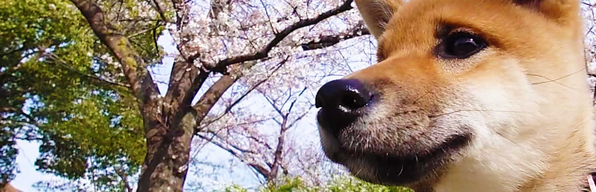 Shiba Mekuri 柴めくり