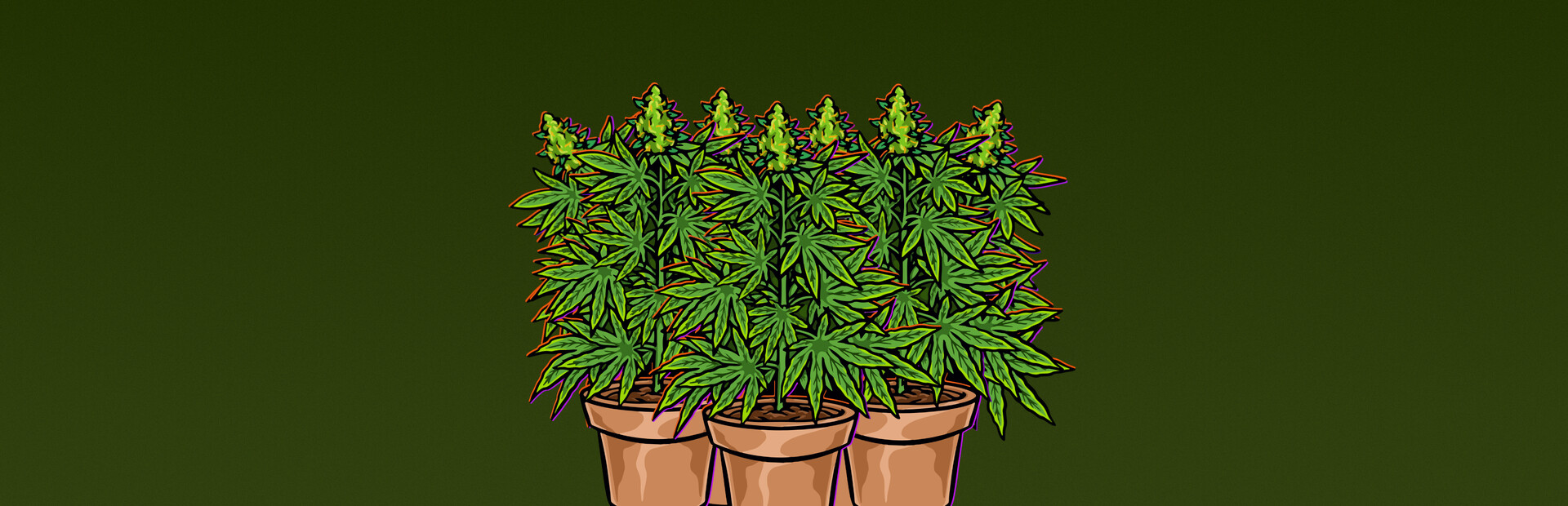 Illegal Plantation