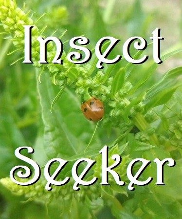 Insect Seeker