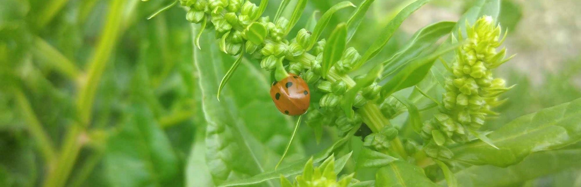 Insect Seeker