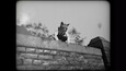 A screenshot of Cat Detective Albert Wilde