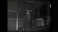 A screenshot of Cat Detective Albert Wilde