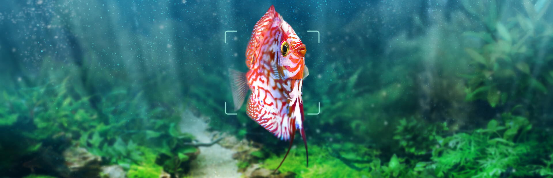 Snapshot Aquarium