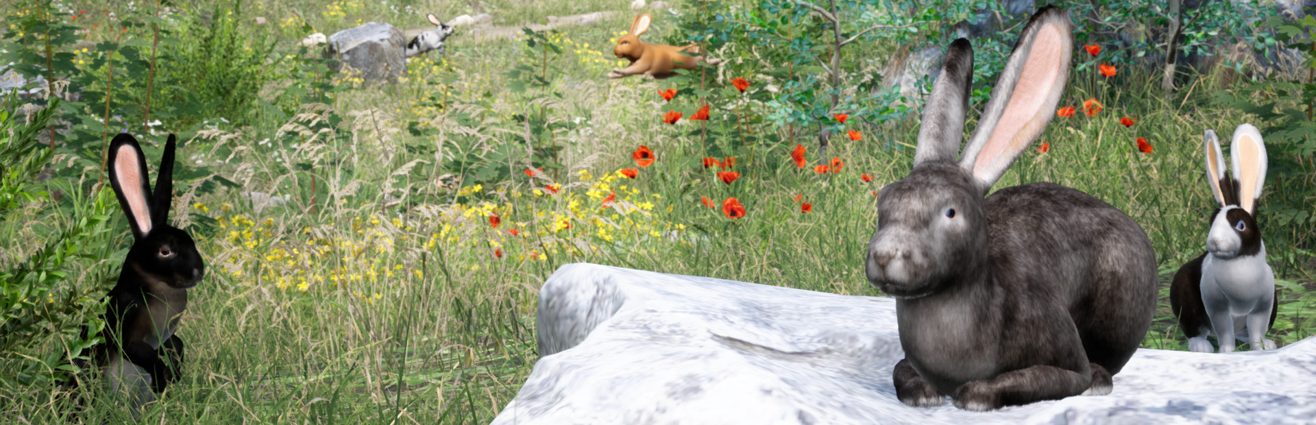 Rabbit Meadow