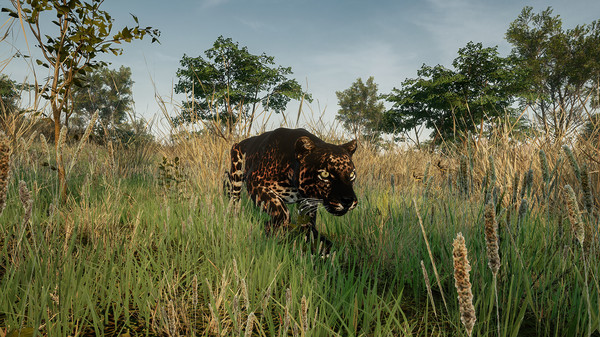 Animalia New African Skins