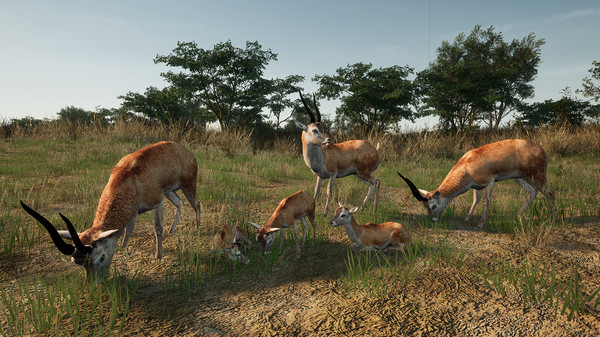 Animalia New African Skins
