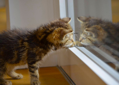 Master of Pieces © Jigsaw Puzzles - Reflections. Part 1 DLC