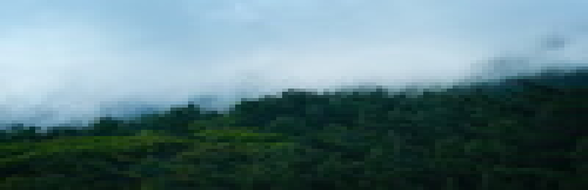 Lofi Hollow