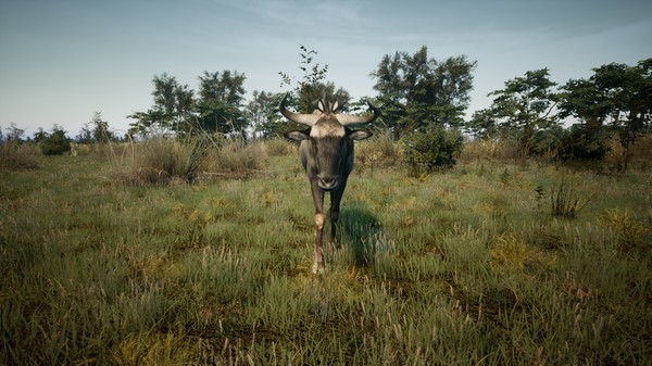 Animalia Survival EggHunt.