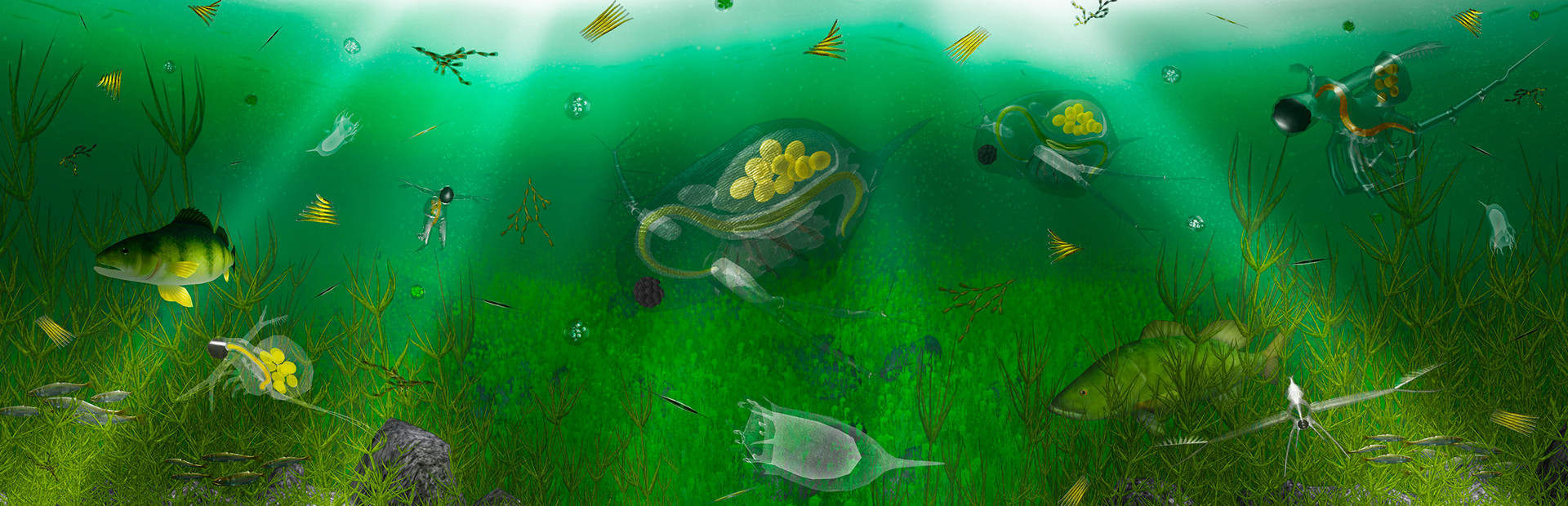 The Aquatic Messenger