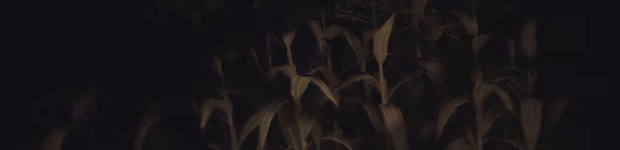 Snipe Hunt video 3