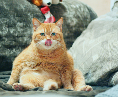 Master of Pieces © Jigsaw Puzzle  DLC - Cats