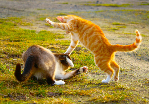 Master of Pieces © Jigsaw Puzzle  DLC - Cats