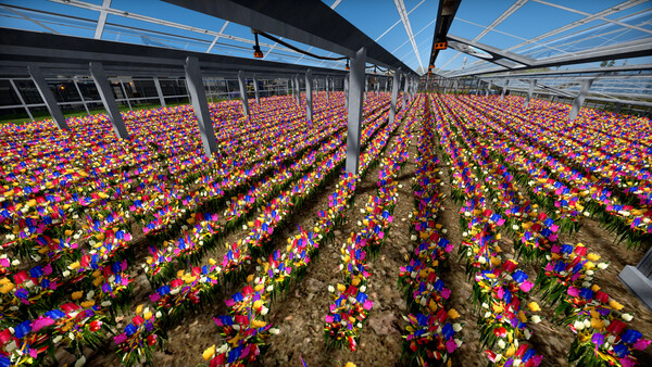 Captain of Industry - Supporter edition upgrade.