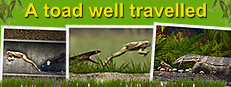 A toad well travelled