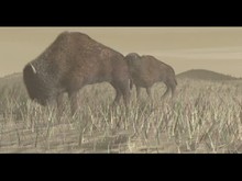 Wildlife Park screenshot thumbnail video