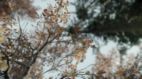 The Lost Valley screenshot thumbnail video