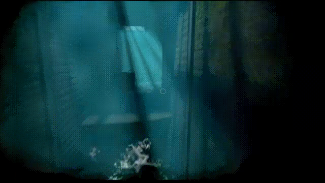 Acanthoceras video 2