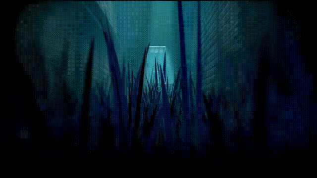 Acanthoceras video 3
