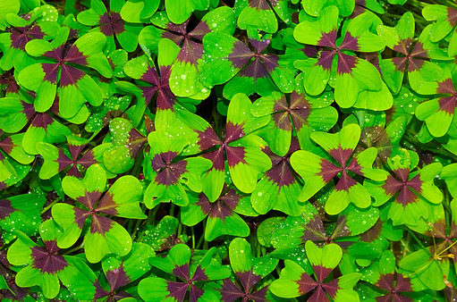 Master of Pieces: Jigsaw Puzzle - Macro Photos DLC