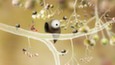 Botanicula — миниатюра кадра