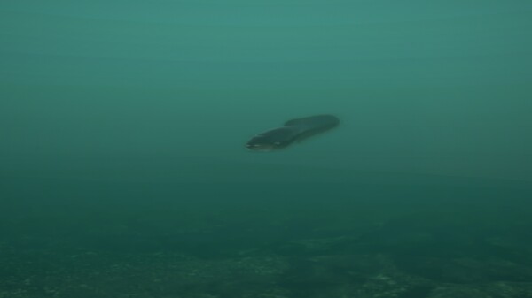 Ultimate Fishing® Simulator - Taupo Lake DLC