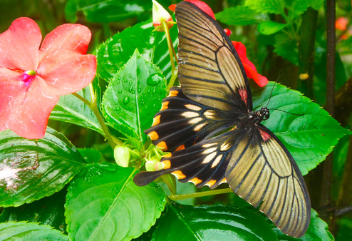 Master of Pieces © Butterflies DLC