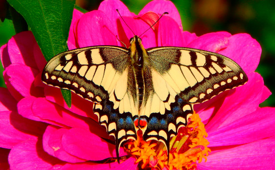 Master of Pieces © Butterflies DLC