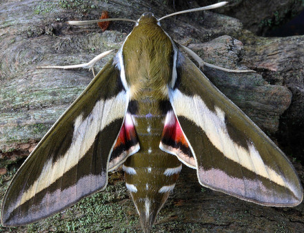 Master of Pieces © Butterflies DLC