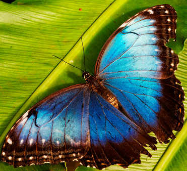 Master of Pieces © Butterflies DLC