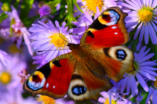 Master of Pieces © Butterflies DLC