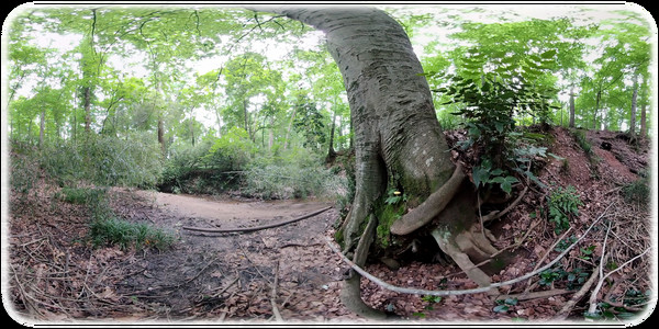 Exhale XR - Secret Forests