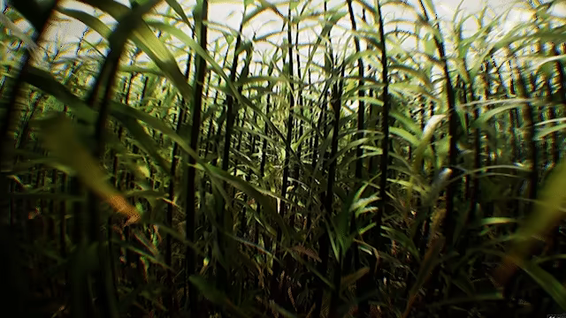 Spotted video 2