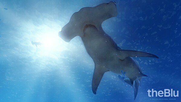theBlu - Hammerhead Cove screenshot 1