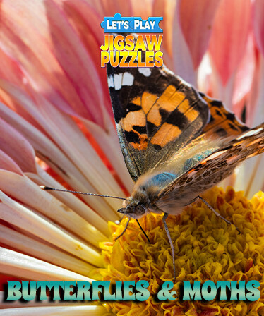 Let's Play Jigsaw Puzzles: Butterflies & Moths