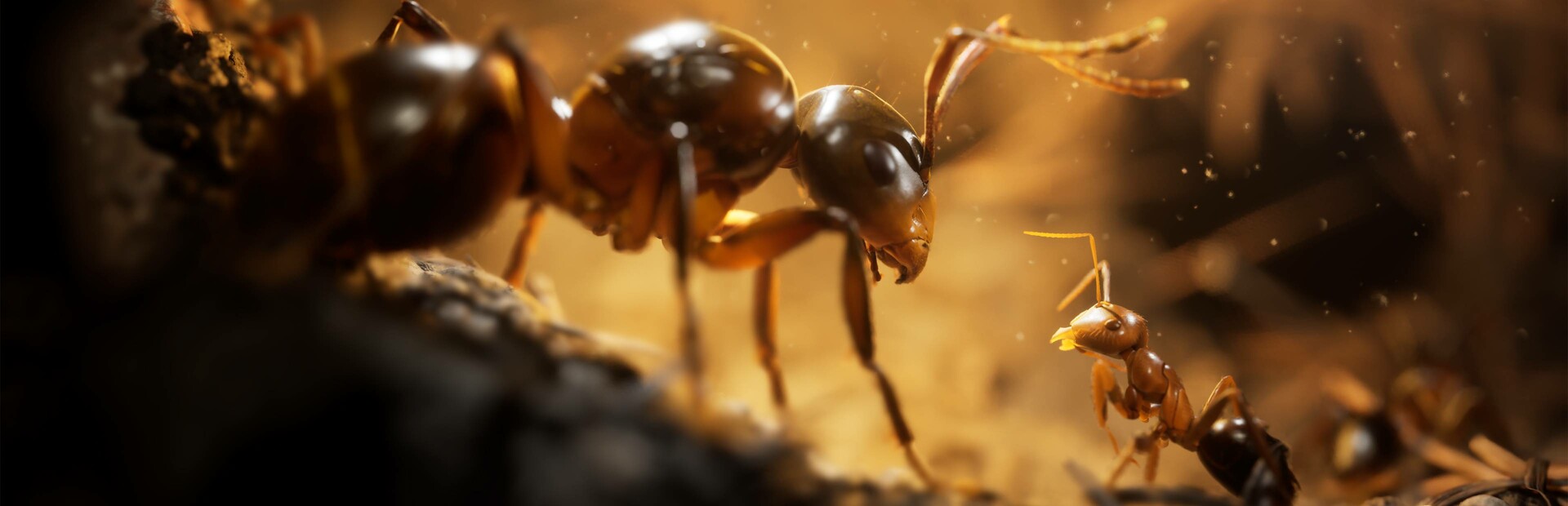 Empire of the Ants