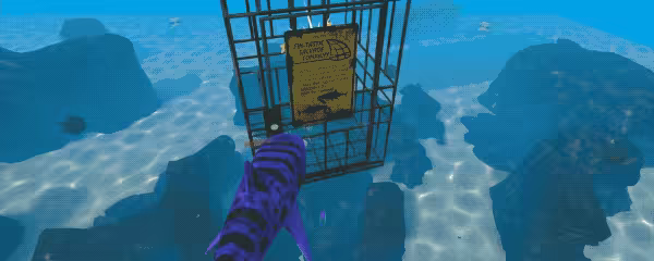 SHARKS video 4