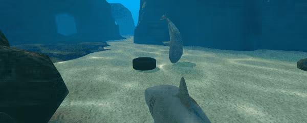 SHARKS video 5