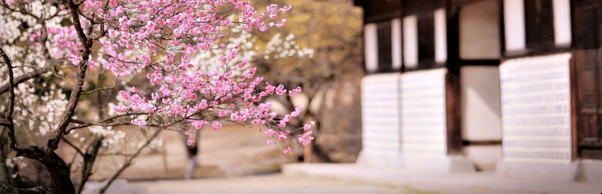 Plum Blossom Divination