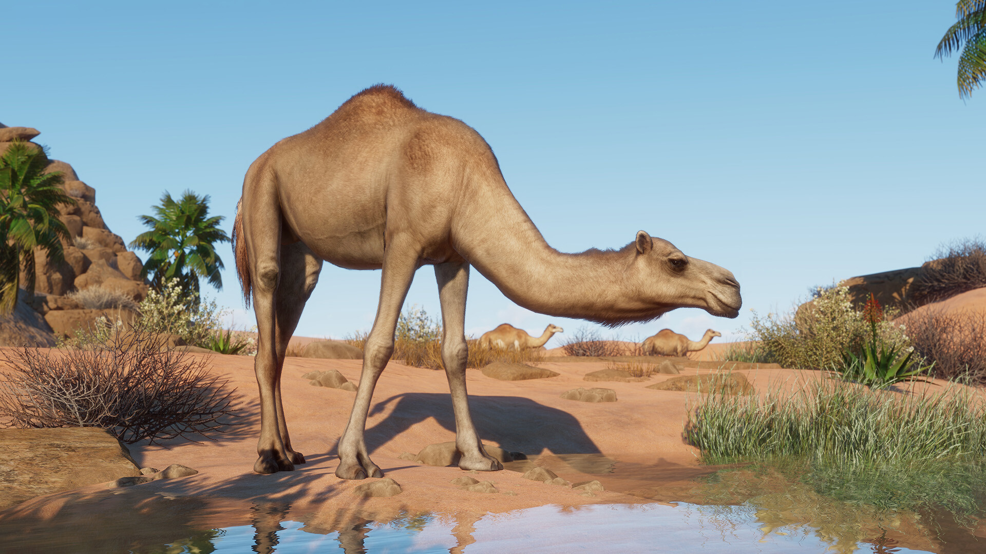 Planet Zoo: Arid Animal Pack Featured Screenshot #1