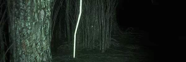 Bite Size Terrors: see no FEAR video 4