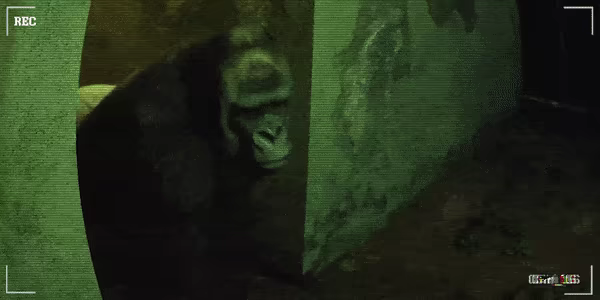 Zoochosis video 1
