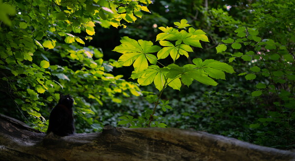 垂钓日记 The Sailor's Guide to Game Design - Nature 摄影集 screenshot 2